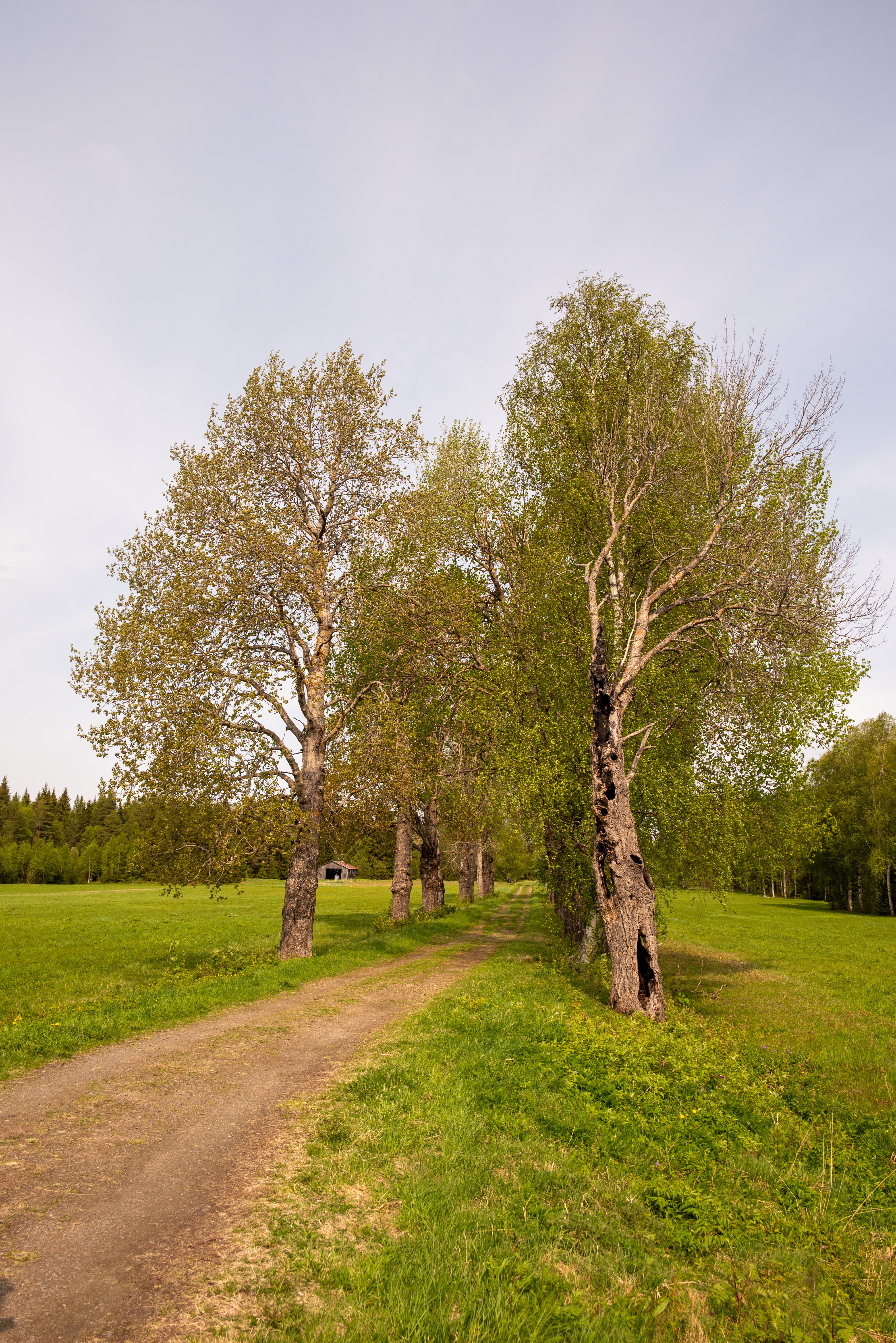 Trädkronor mot en blå himmel