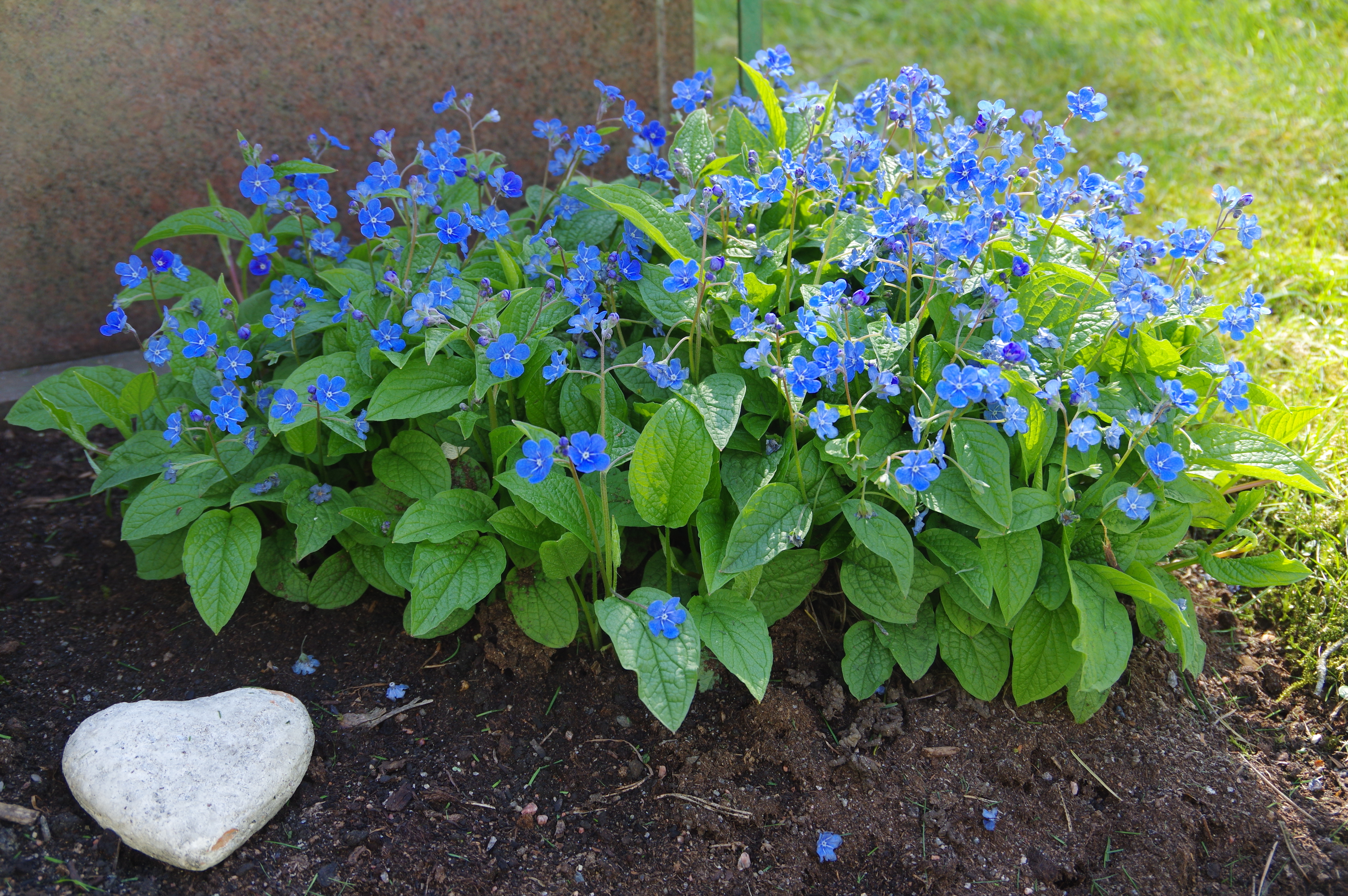 Förgätmigej
Hjärta