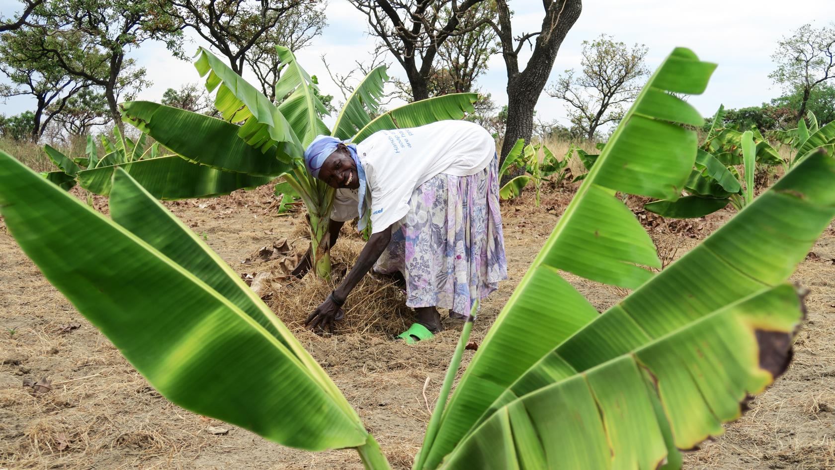 Kvinna i i Uanga står böjd över en planta.