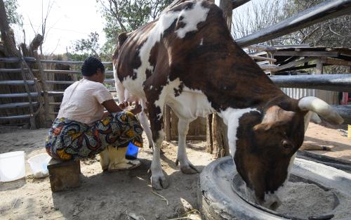 Kvinna sitter på en pall och mjölkar en ko.