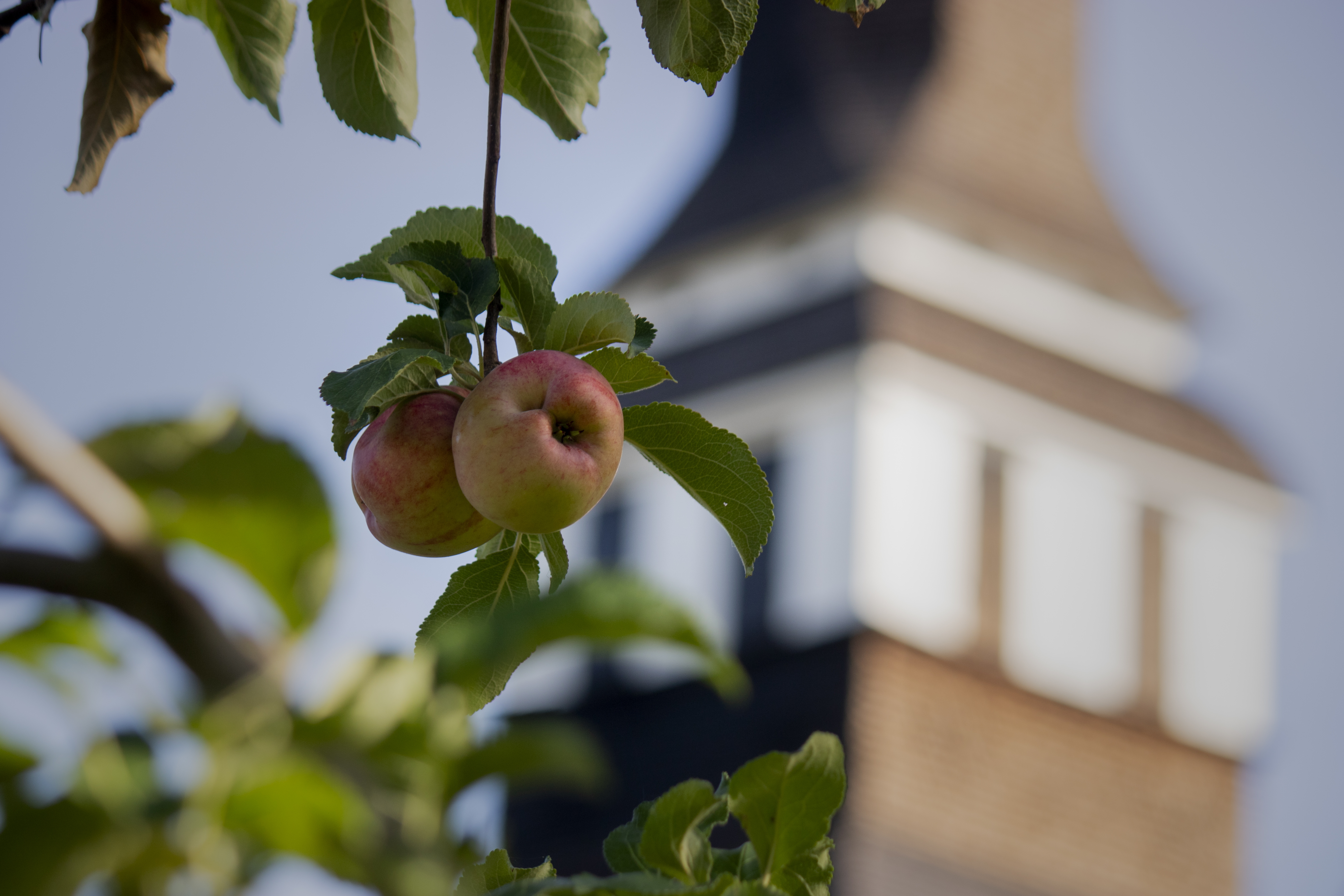 Äpplen på en gren framför Nykils kyrka. 