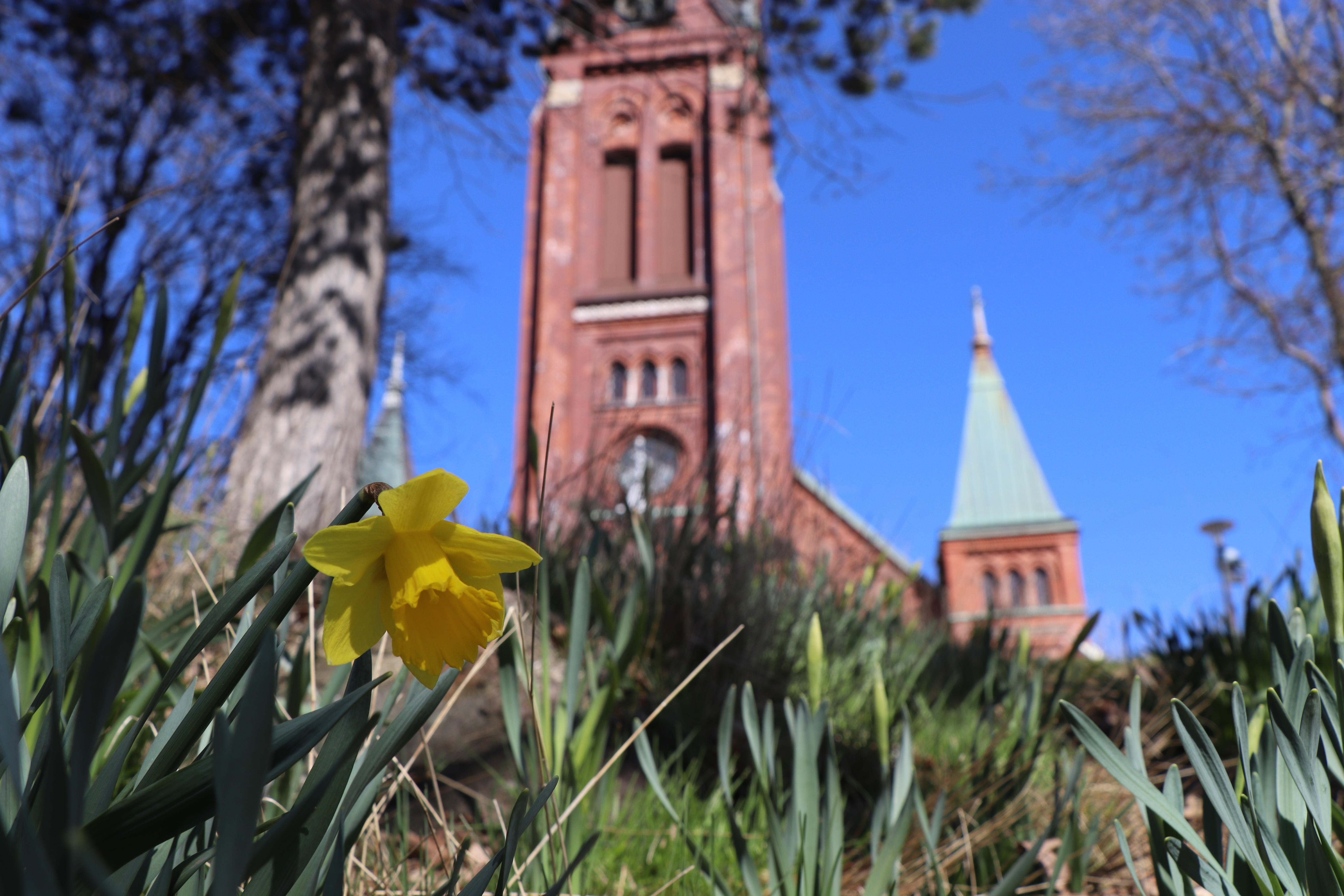 Påskliljor en vacker vårdag vid Örgryte nya kyrka.