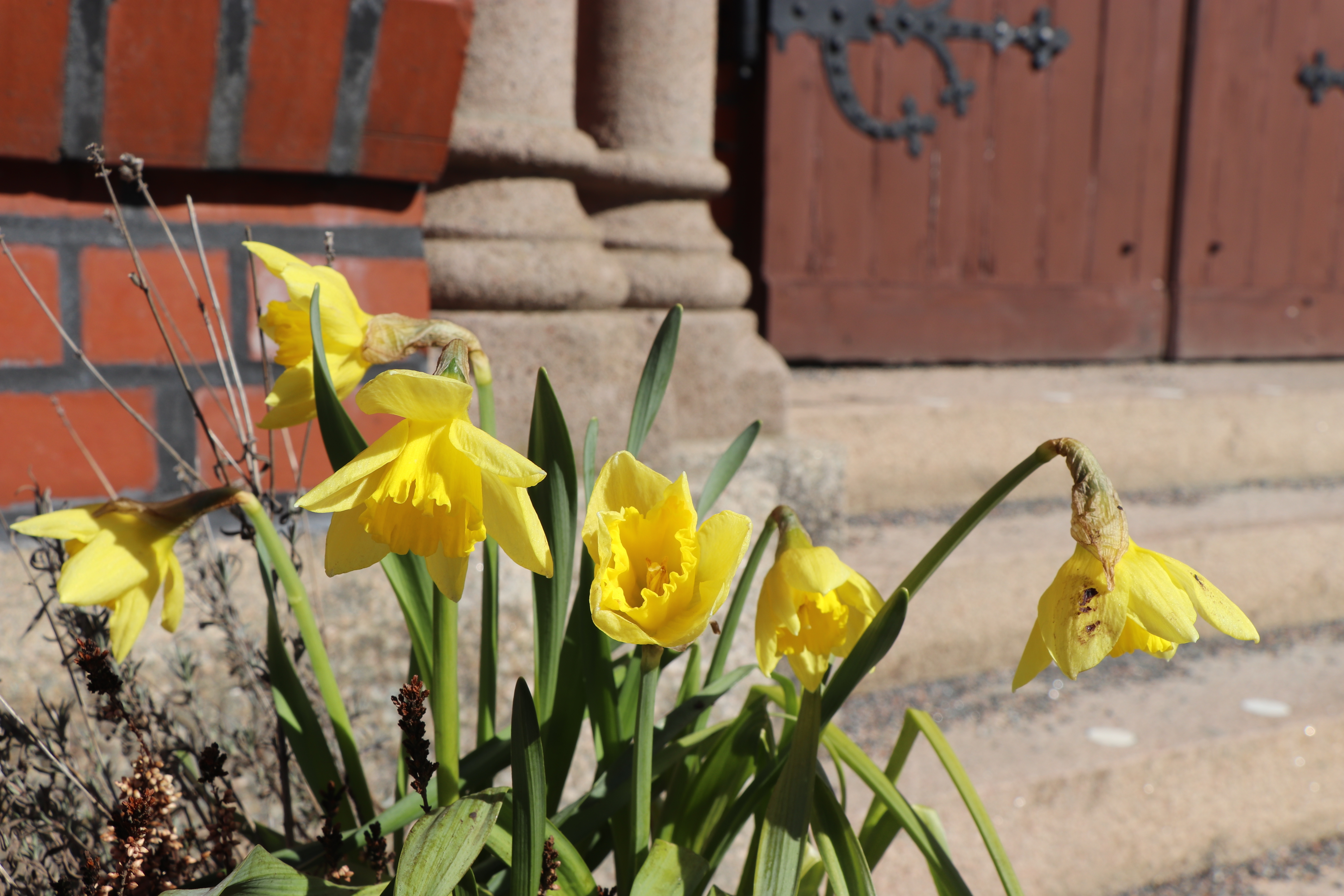 Påskliljor en vacker vårdag vid Örgryte nya kyrka.