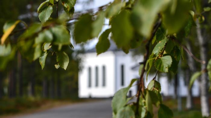 Byske kyrka i oskärpa betraktad genom en höstfärgad björk längs allén som leder mot kyrkan.