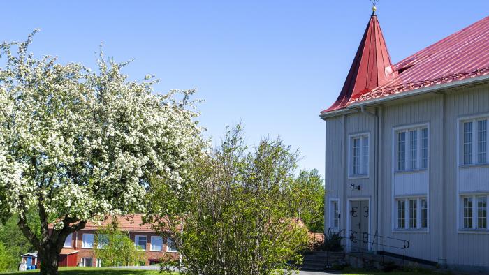 Bilden visar Fällfors kyrka i sommarskrud. Till höger i bild ser vi en prydnadsapel som står i full blom mot den blå himlen. 