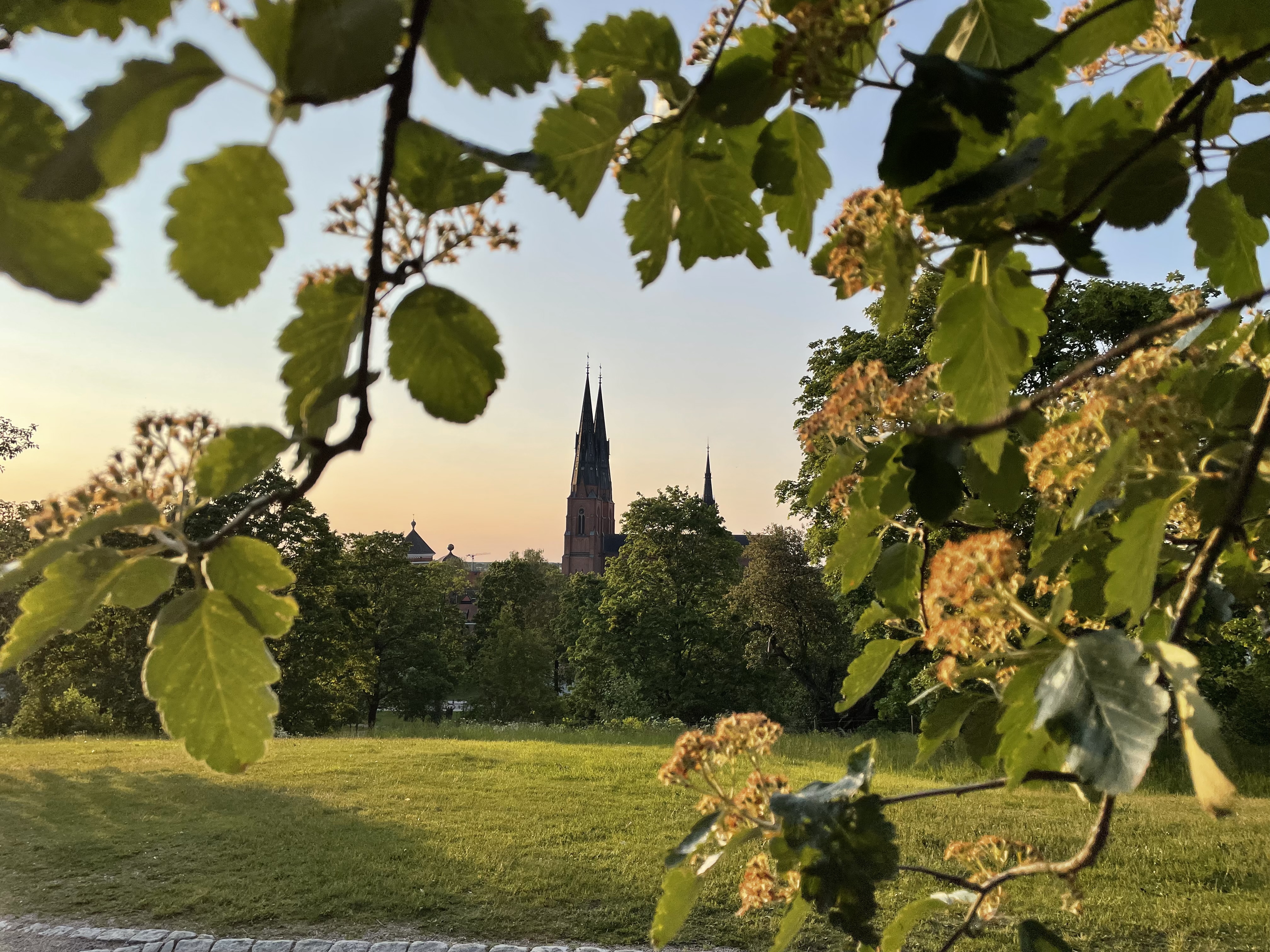 Uppsala domkyrka fotad från Gunillaklockan.