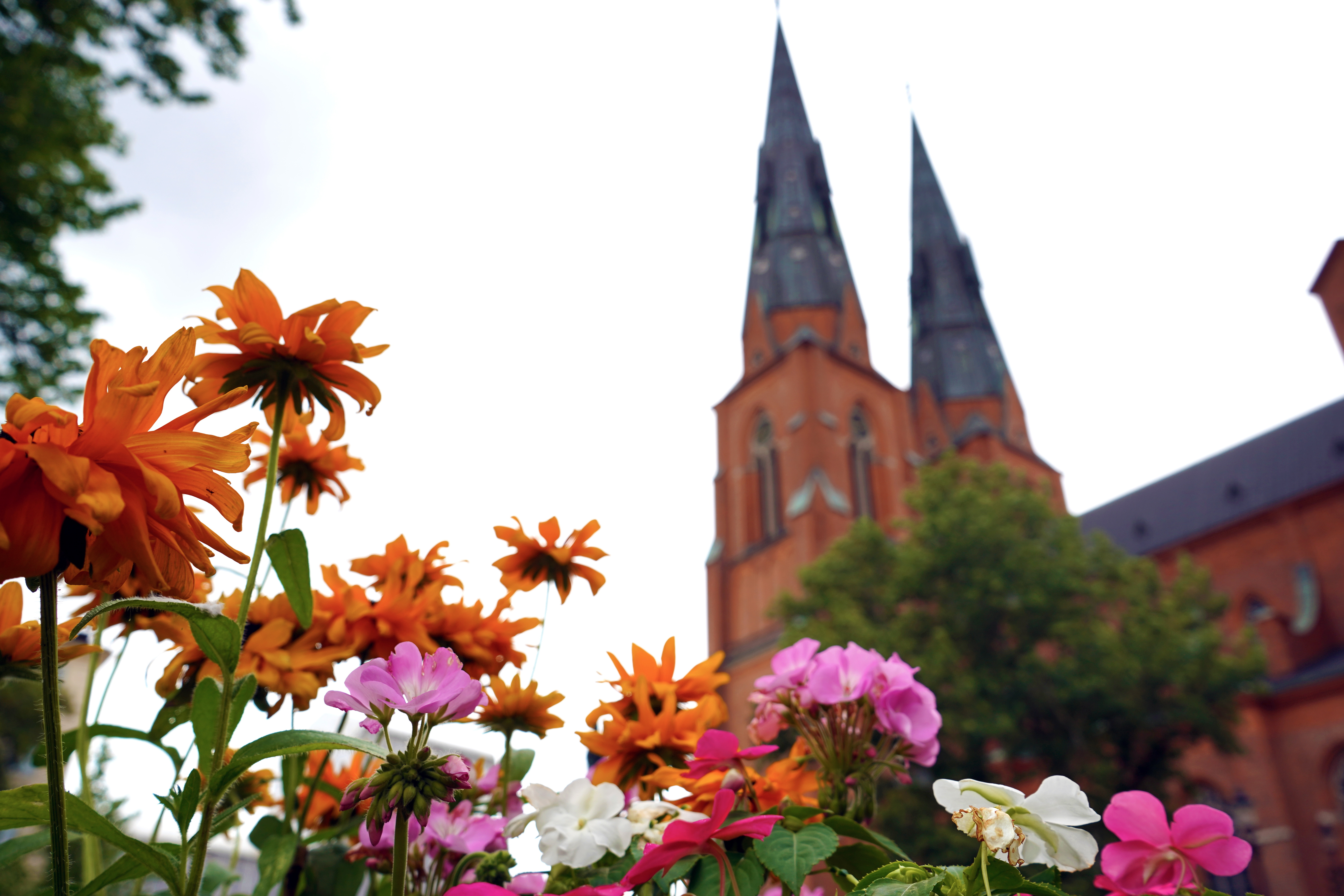 Uppsala domkyrkas torn sedda sommartid med planterade blommor i förgrunden.