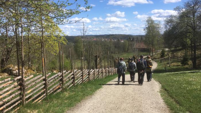 Grupp människor vandrar längs stig över gröna kullar i vackert vårväder.