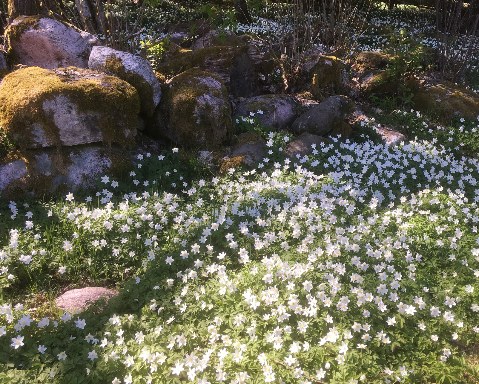 Vitsippor vid stengärde.