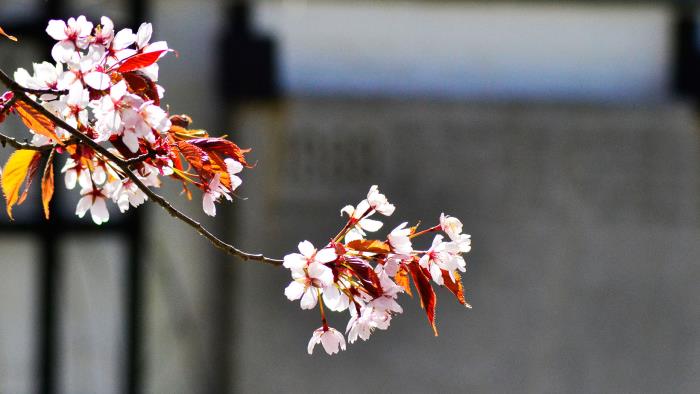 Körbärsblom på Gamla kyrkogårdens minneslund