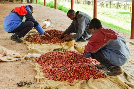 Kaffearbetare sorterar kaffebönor