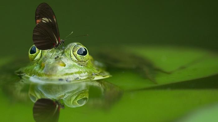 Grön groda i grönt vatten har en fjäril sittande på näsan.