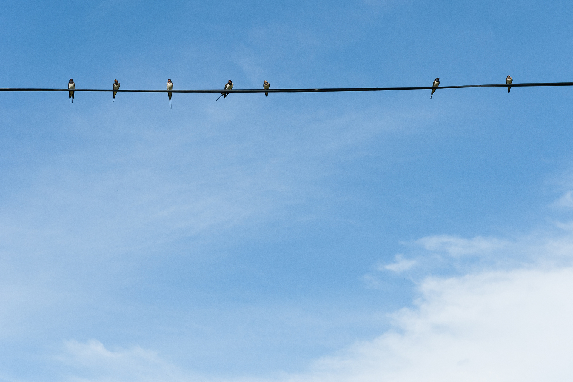 Fåglar på en telefonledning