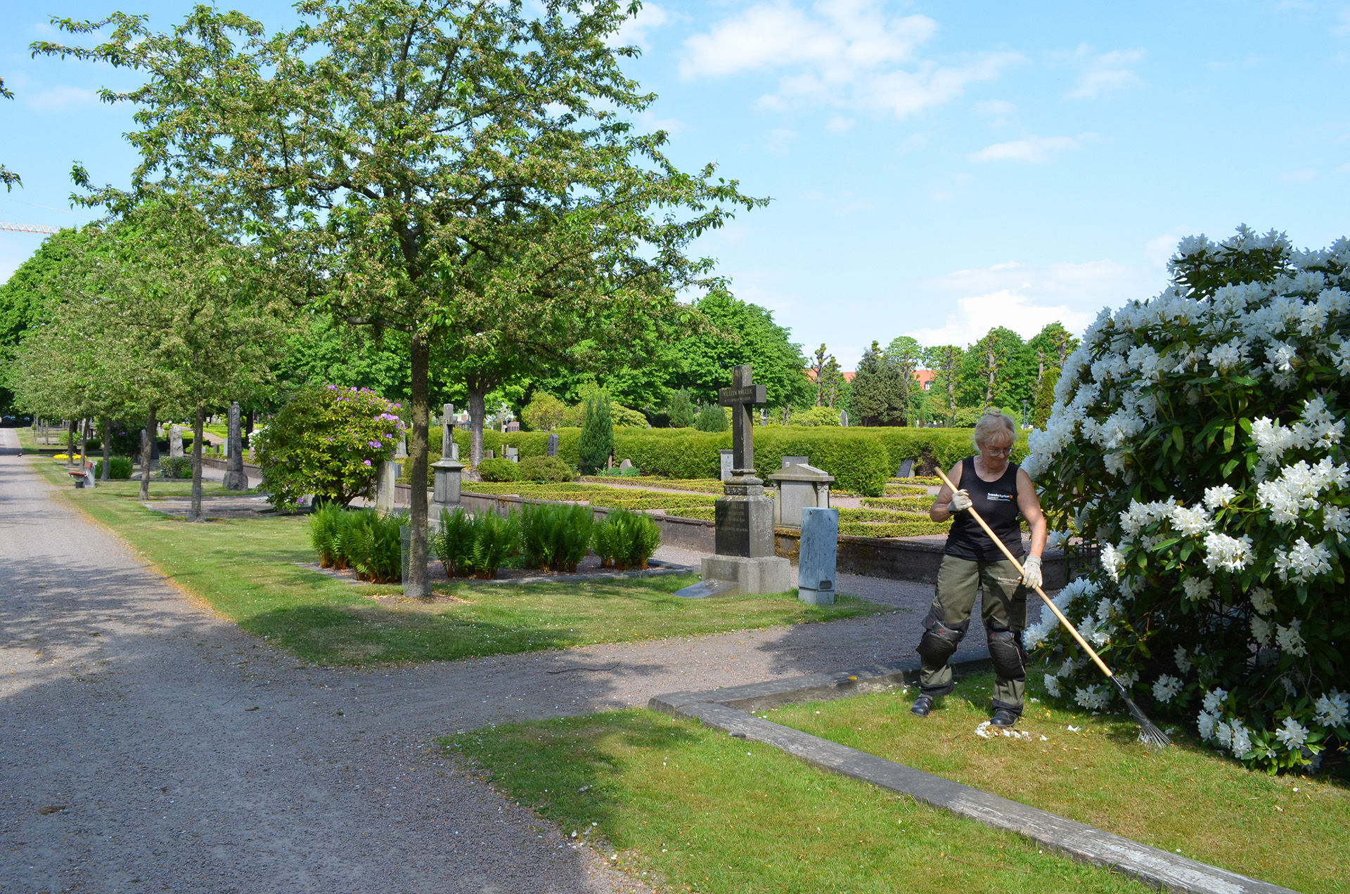 En kvinna krattar på en kyrkogård. Ett stort grönt träd i bakgrunden.
