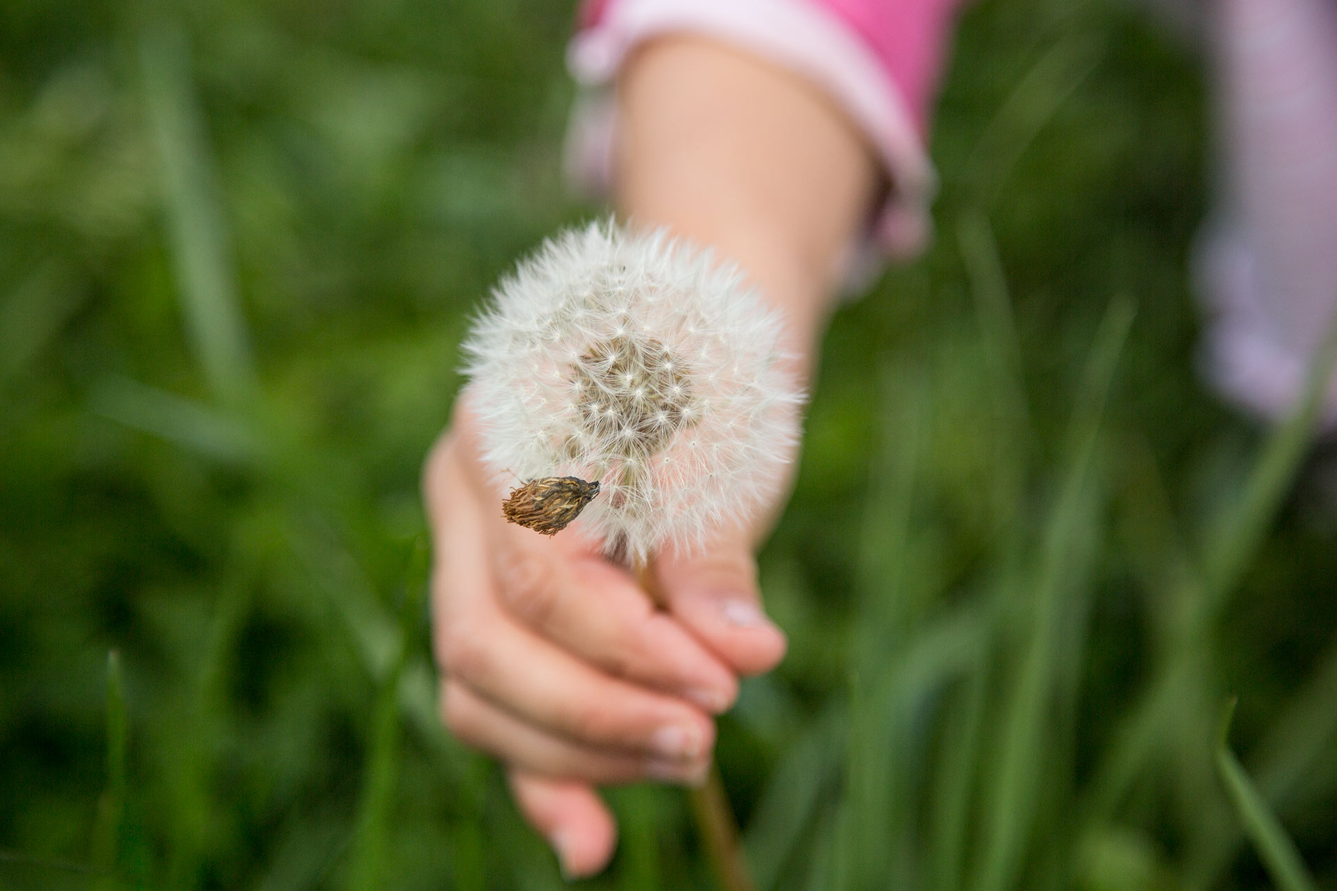 Överblommad Maskros