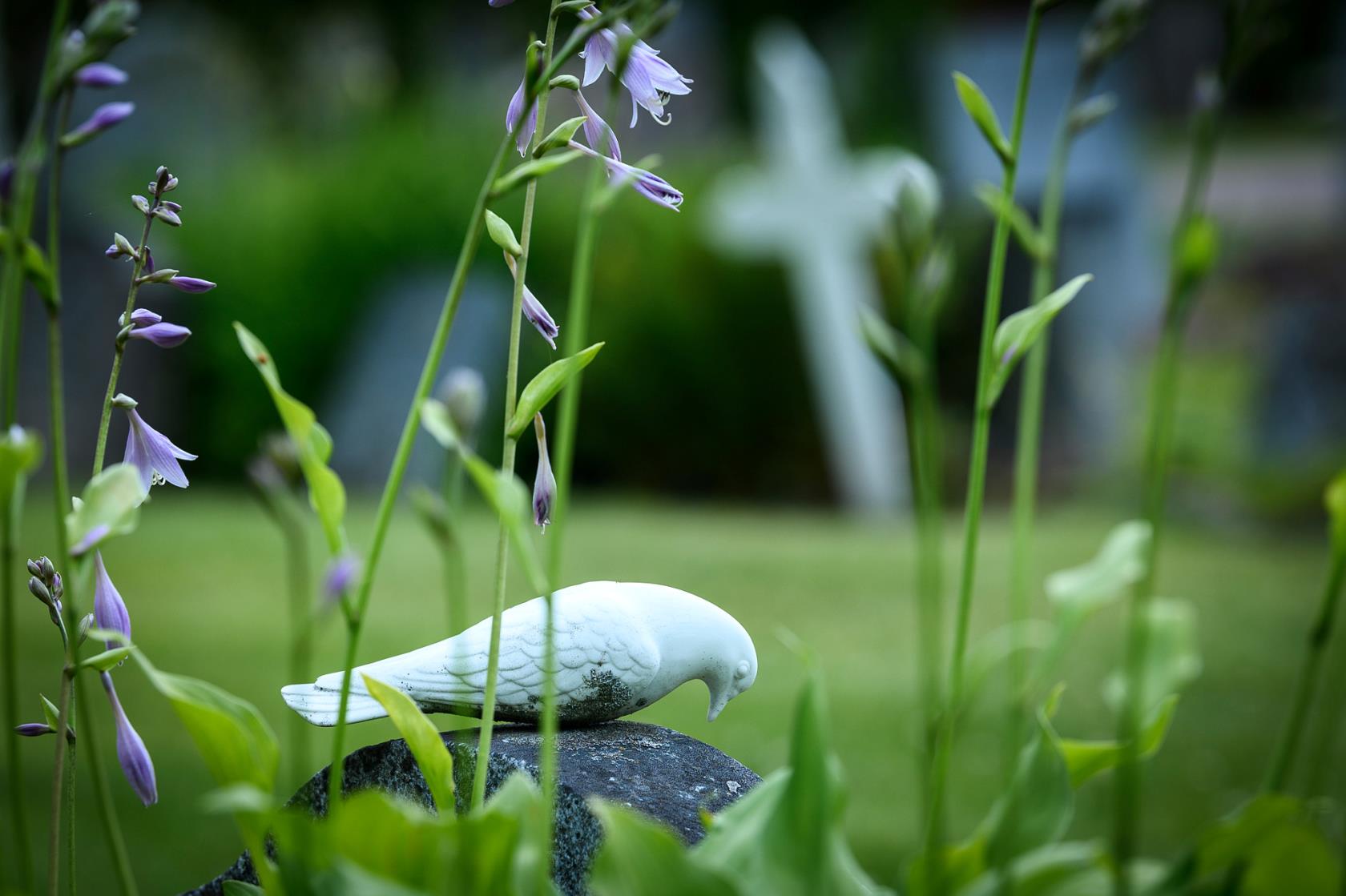 Duva på sten bakom blommor