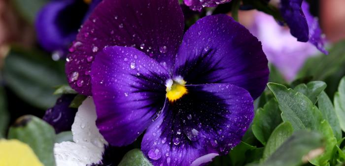Vårblommor planteras innan morsdag. Beställ senast 17/4.
Sommarblommor planteras innan midsommarafton.
Beställ senast 29/5.
Höstljung planteras september. Beställ senast 14/8.
Vinterdekorationer (krans) läggs ut innan allhelgonahelgen.
Beställ senast 4/9.
Gravlykta placeras ut vardagar inför allhelgonahelgen.
Beställ senast 16/10.