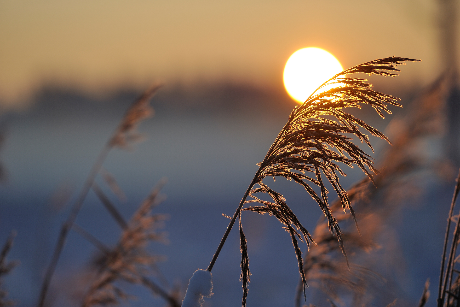 Ett vasstrå framför en solnedgång.