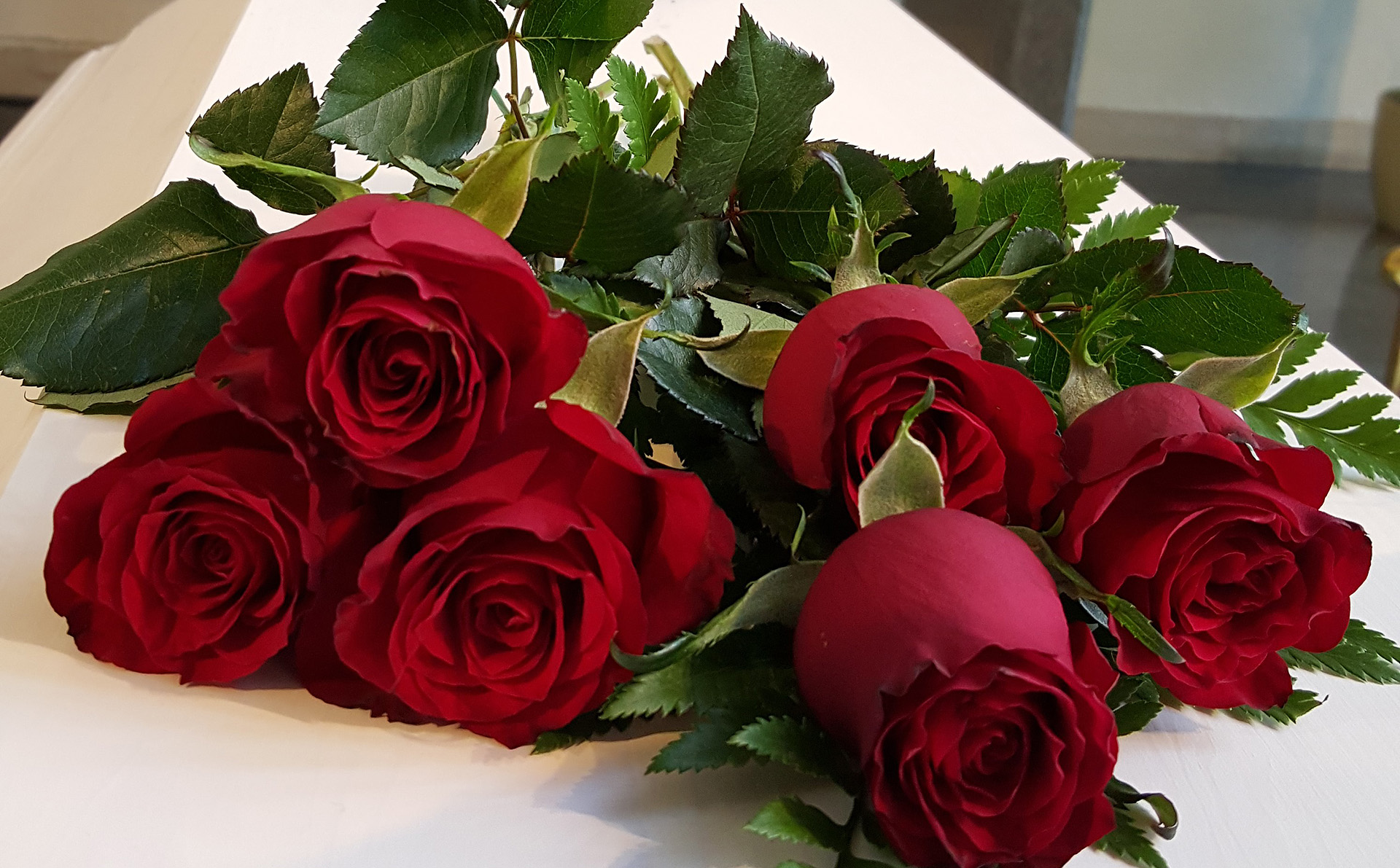 Röda rosor på kista