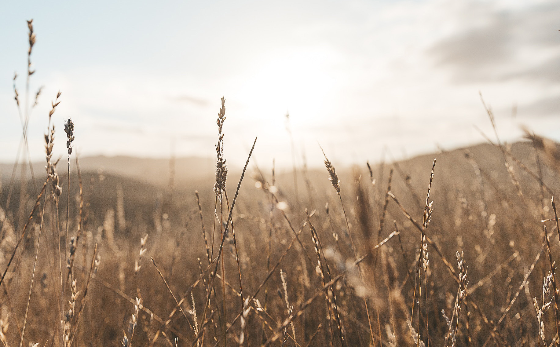 Gräs, sommar, himmel