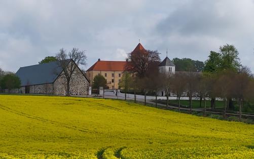 Tosterups kyrka bakom rapsfält