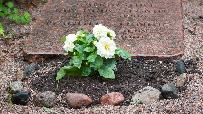 Liggande gravhäll med en vit blomma planterad framför.