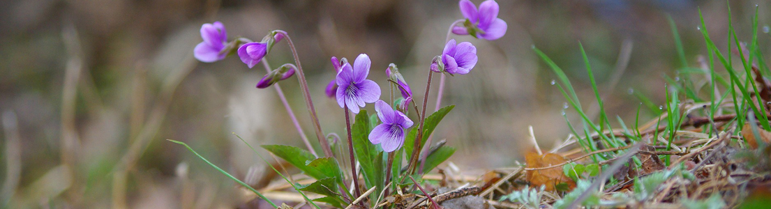 vårblomma