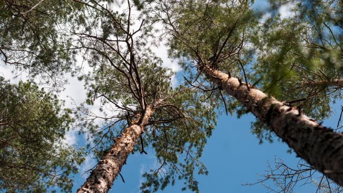 Vårhimmel mellan träd