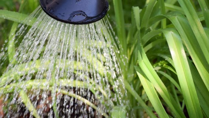 Vatten strilar från en vattenkanna ned över gröna växter.