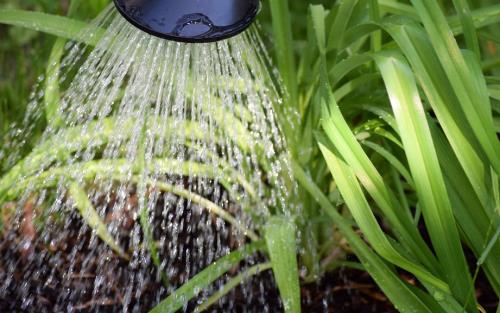 Vatten strilar från en vattenkanna ned över gröna växter.