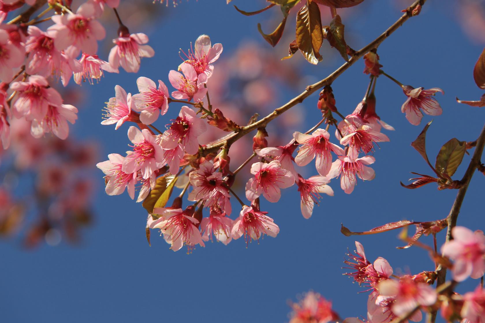 Körsbärsblomma