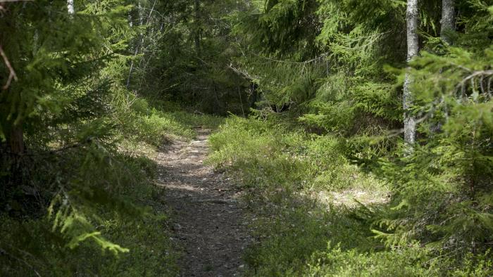 En stig i skogen.